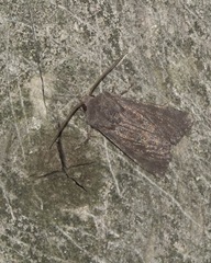 Aporophyla lutulenta