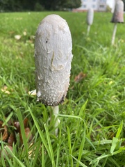 Coprinus comatus