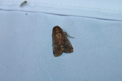 Sideridis congermana