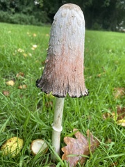Coprinus comatus