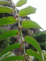 Phyllanthus salviifolius