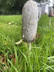 Coprinus comatus
