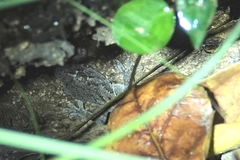 Gekko japonicus