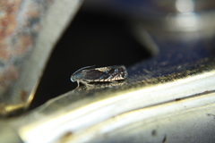 Grapholita tristrigana