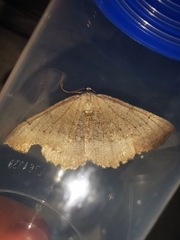 Odontognophos dumetata