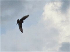 Hirundo rustica