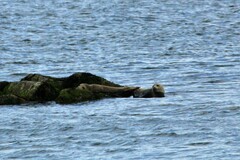 Phoca vitulina vitulina