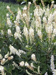 Clethra alnifolia