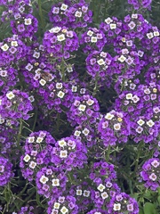 Lobularia
