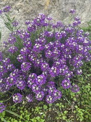 Lobularia