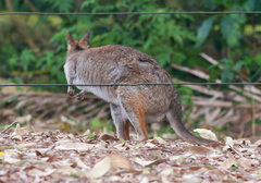 Thylogale stigmatica