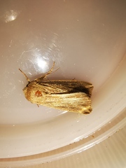Mythimna riparia