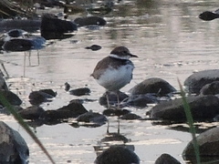 Charadrius placidus