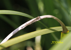 Argentagrion ambiguum