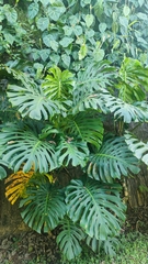 Monstera deliciosa