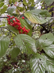 Viburnum
