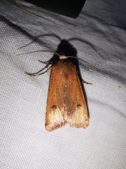 Agrotis trux