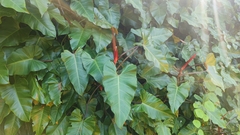 Philodendron erubescens