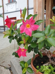 Mandevilla sanderi
