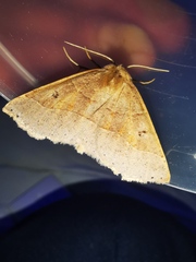 Crocallis dardoinaria