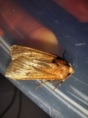 Agrotis trux