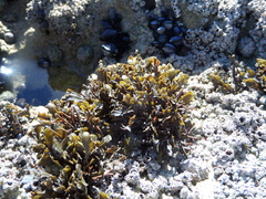 Fucus guiryi