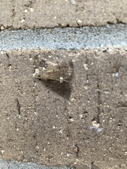 Hypena scabra