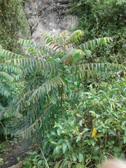 Phyllanthus salviifolius