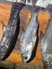 Prochilodus nigricans