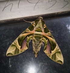 Daphnis nerii