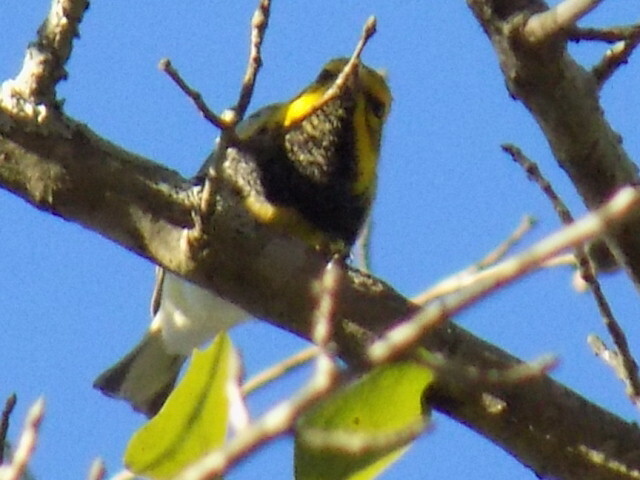 Black-throated Green Warbler (Setophaga virens)