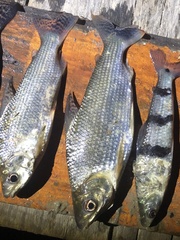 Prochilodus nigricans