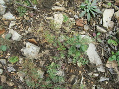 Kitagawia baicalensis