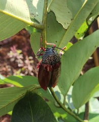 Sternocera chrysis