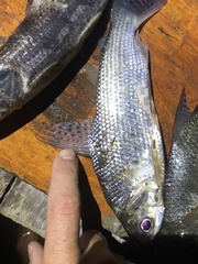 Prochilodus nigricans