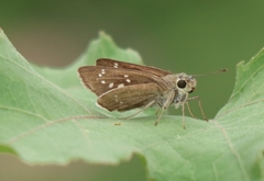 Pelopidas mathias