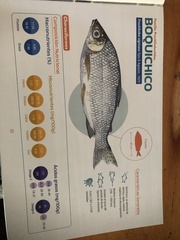 Prochilodus nigricans