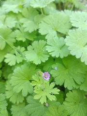 Geranium molle