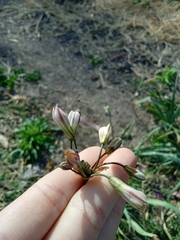 Nothoscordum gracile