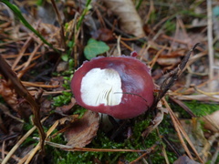 Russula atropurpurea