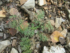 Kitagawia baicalensis