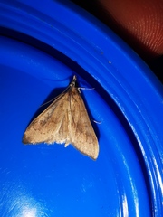 Mecyna asinalis