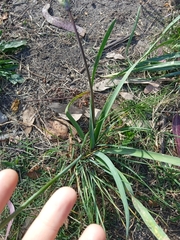 Nothoscordum gracile