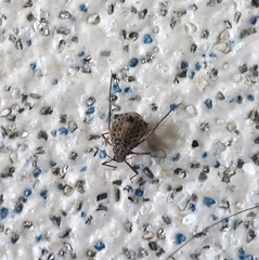 Tuberolachnus salignus