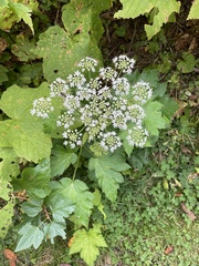 Anthriscus sylvestris