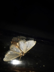 Idaea subsericeata