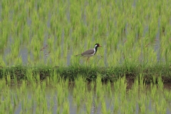 Vanellus indicus