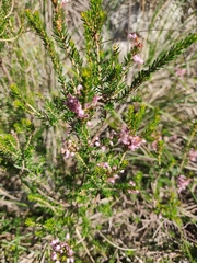 Erica multiflora