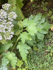 Anthriscus sylvestris