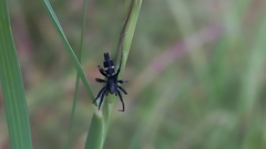 Poecilochroa